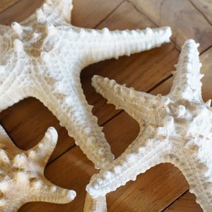 6 to 7-3/4 inches Sun Dried Real Sugar Starfish for Crafts