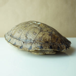 Vintage 9" Long Turtle Shell Bohemian Taxidermy Decor