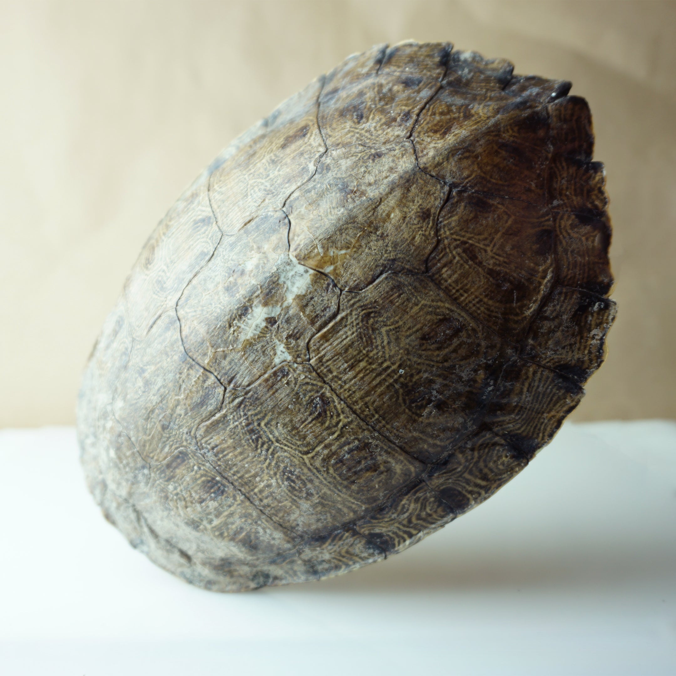Vintage 9" Long Turtle Shell Bohemian Taxidermy Decor