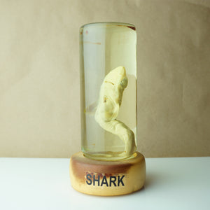 Vintage 7" Real Baby Shark Preserved in Sealed Jar Taxidermy Decor