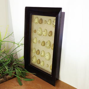 Large POTTERY BARN Spotted Faux-Bird Egg Shadow Box with Wooden Frame