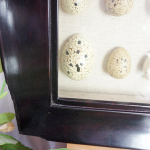 Large POTTERY BARN Spotted Faux-Bird Egg Shadow Box with Wooden Frame